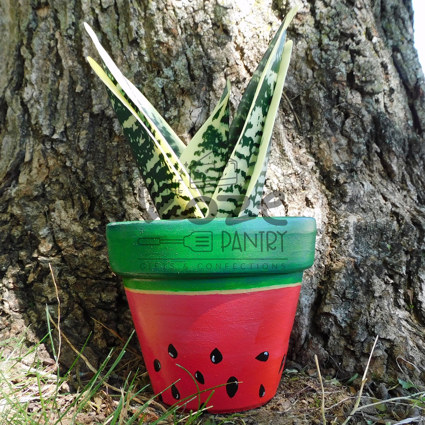 4 in Watermelon Pot